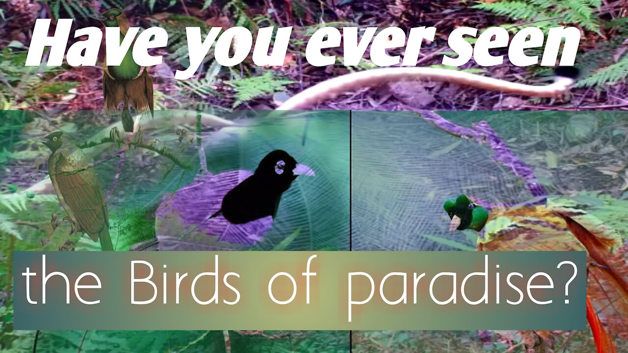 Cute and Beautiful birds singing their own Kingdom.