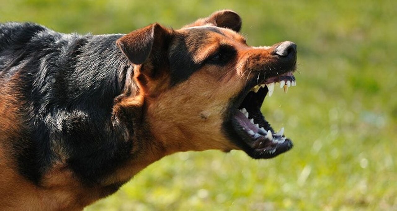 How to defend against a dog. Self defense against heavy dog attack