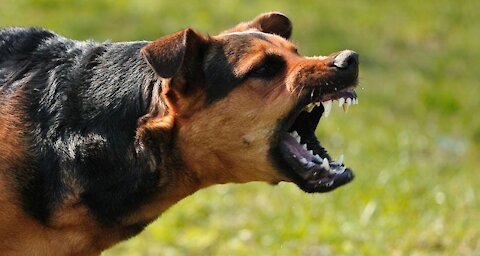 How to defend against a dog. Self defense against heavy dog attack