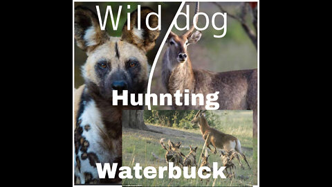 Wild dogs Hunting Waterbuck