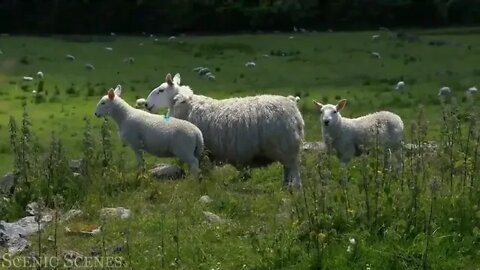Animal % Families % 4k % % Adorable % Scenes % Of % Wild % Animal % Families % % Scenic Relaxatio