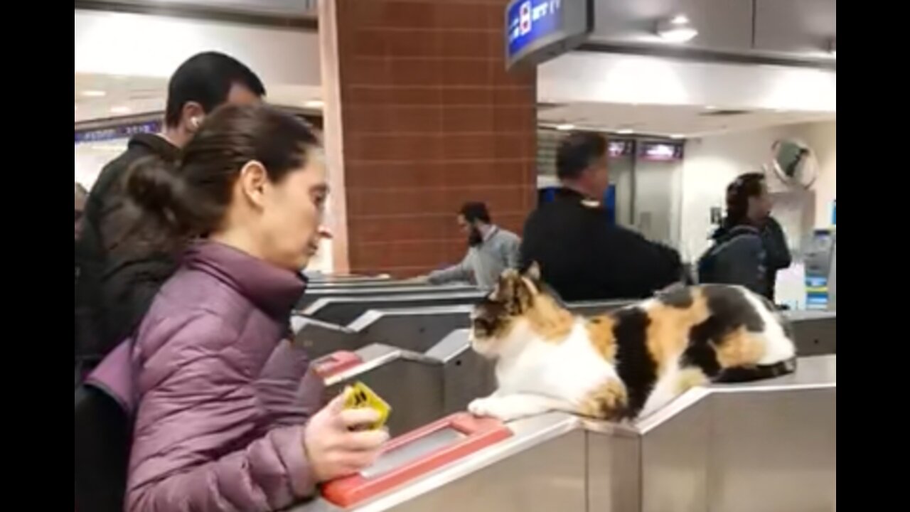 Next Stop Cat Station