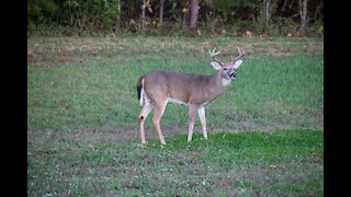 Buck Eating Clover