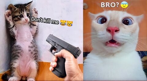 Funniest Animals - Best Of The 2022 Funny Animal Videos - cute pets funny videos