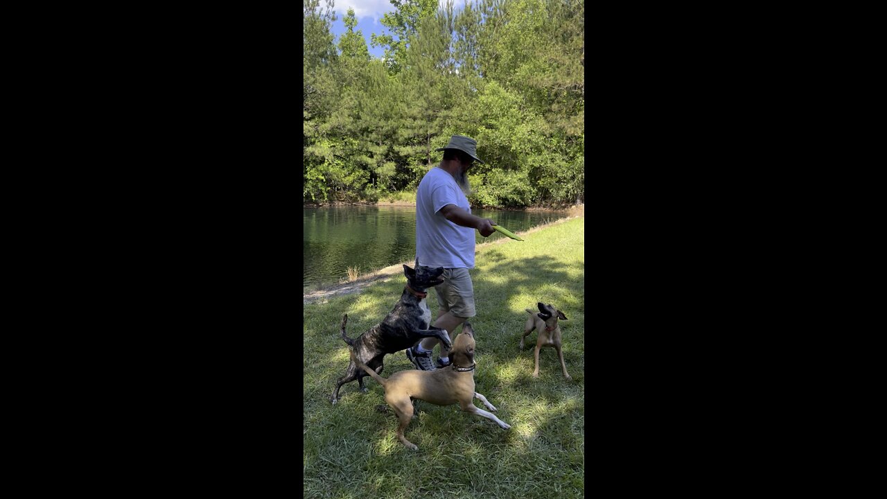 Watch this dog jump