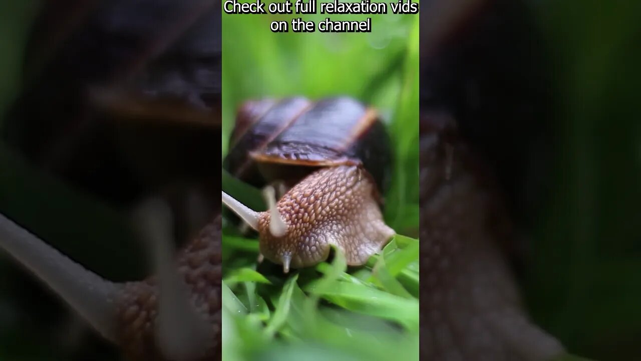 Soothing relaxation Nature sounds sound of birds and nature -- (soothing relaxation) #shorts