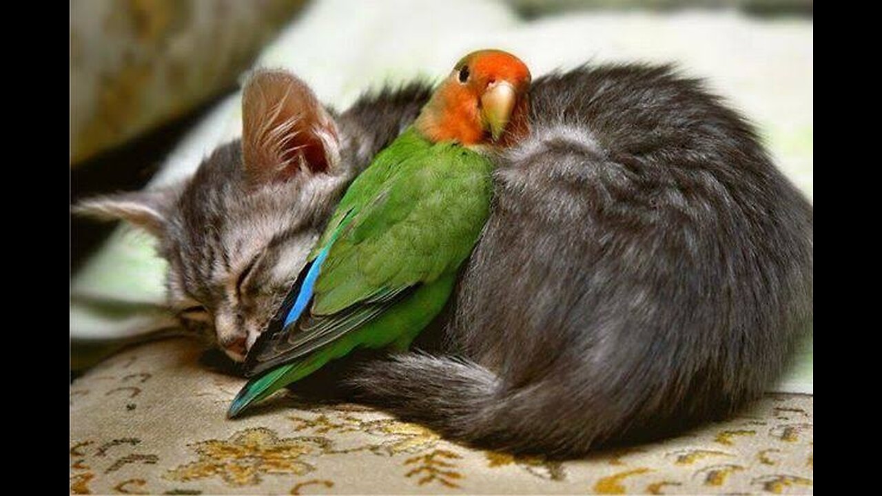 Cats Have a Complex Relationship with Birds.