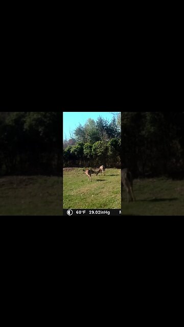 2 pretty 😍 deers 🦌 strolling in the 🌞 sun #cute #funny #animal #nature #wildlife #trailcam #farm