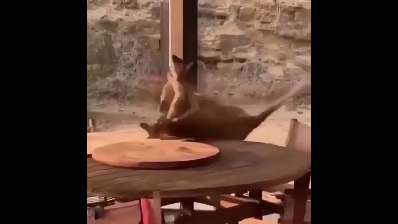 Kangaroo Fight! #UbertainmentFun #Shorts #ytshorts #Dogs #Animals #Fun