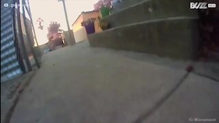 Gato passeia pelo bairro chateando os gatos dos vizinhos