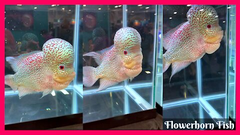 Flowerhorn fish