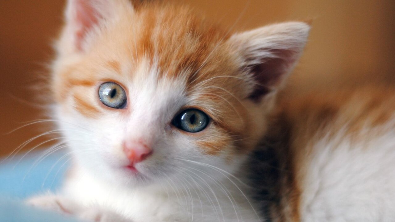 My Love My Cute Catiii