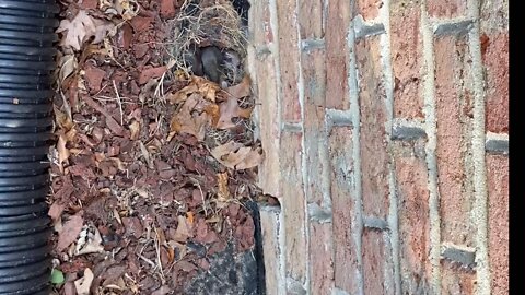 Squirrel cub?