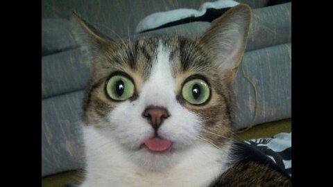 💗funny videos of cats and dogs Try Not To Laugh😂💗TRY NOT TO FALL IN LOVE💗