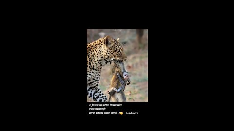 # funny comedy video//cats and dog//🐕🐈🐱🦮🐕‍🦺🐩#
