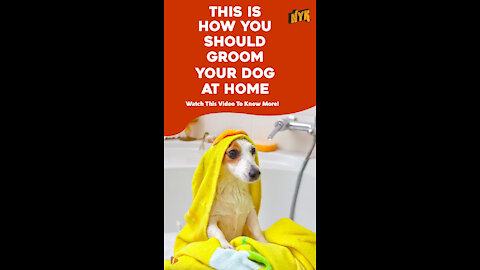 Top 4 Tips For Grooming Your Pet Dog At Home *