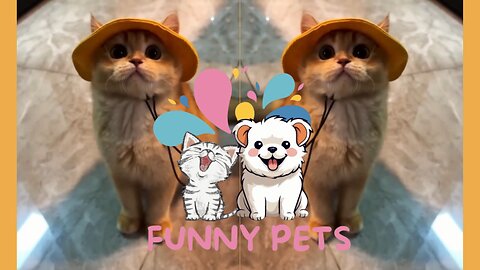 funny cute cat with hat