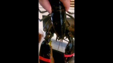 Cooking the kid's pet lobstah?!