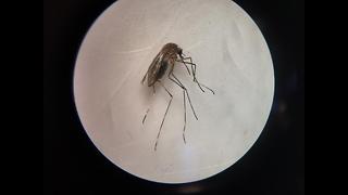 Mosquitoes