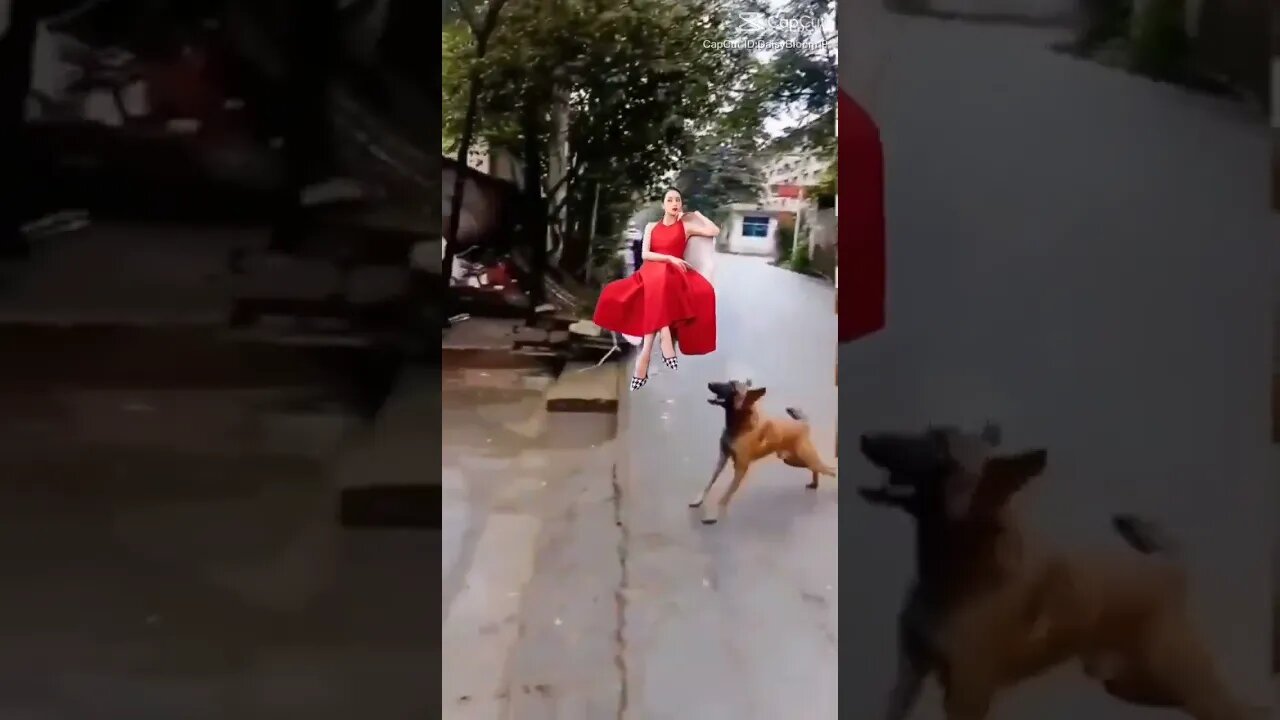 amazing dog catcher a beautiful woman