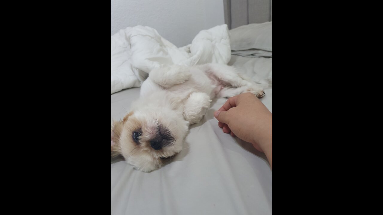 slow video of dog eationg snacks