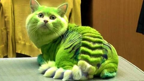 More of the Funniest Cat Videos on the Internet 🤣🐱