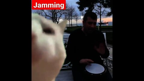 Jamming with the cat