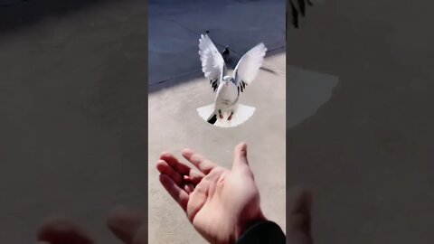 Pigeons has heart ❤️ Love birds❤️ , pigeons feeding #shorts #viral #pigeon