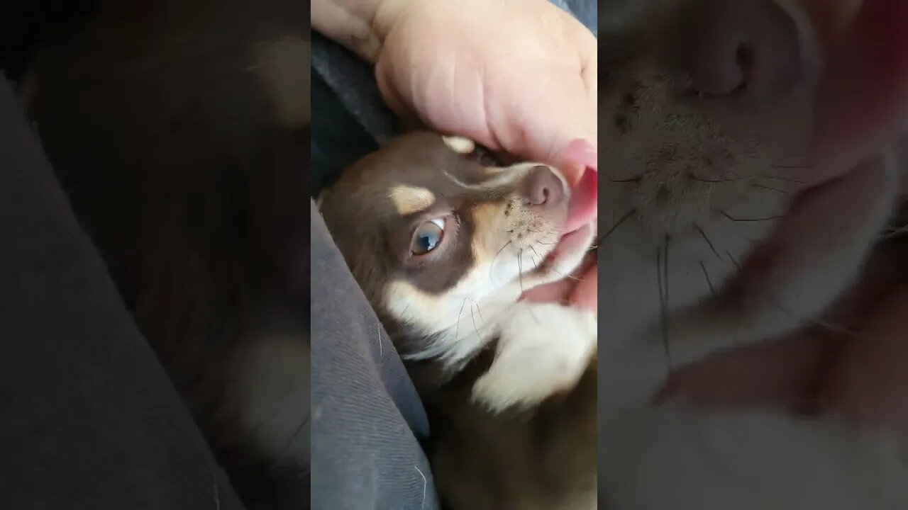 coco #chihuahuasofinstagram #chihuahuaturkiye #chihuahuafanclub #chihuahuas #chihuahua