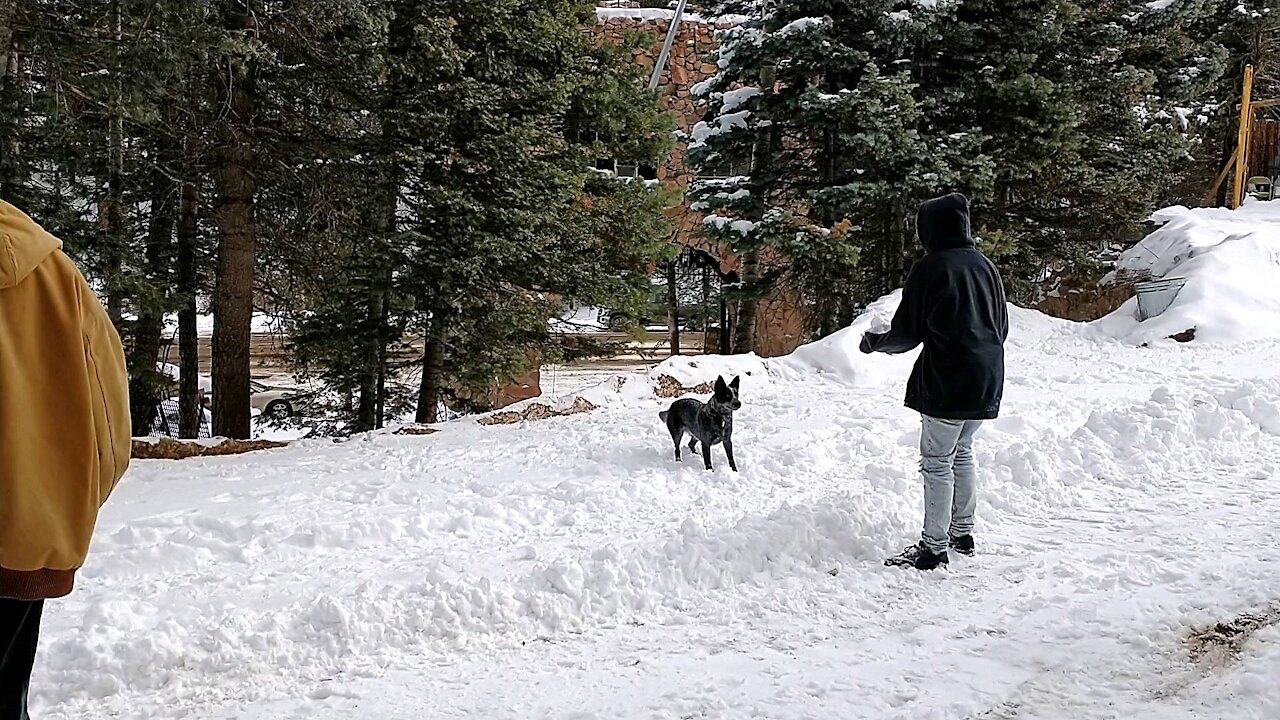 Adorable cattle dog loves to bust big snowballs