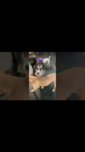 [Shorts 0083] MALI [#dogs #doggos #doggies #puppies #dogdaycare]