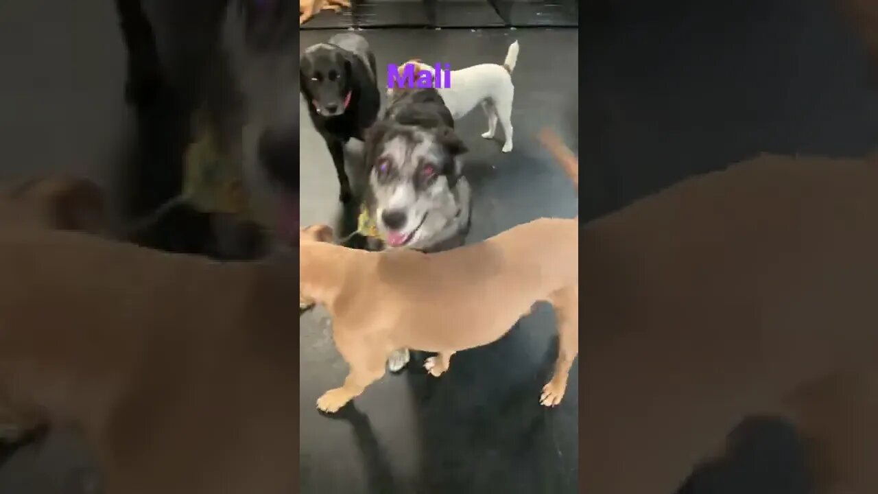 [Shorts 0083] MALI [#dogs #doggos #doggies #puppies #dogdaycare]