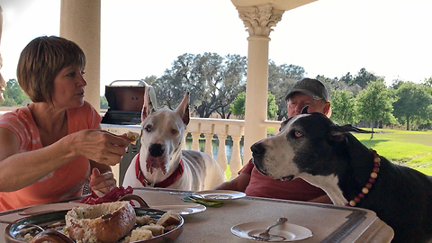 Max and Katie the Great Danes Do Lunch