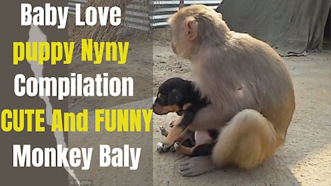 Baby Love puppy Nyny Compilation, CUTE And FUNNY Monkey Baly-BEST VIDEOS