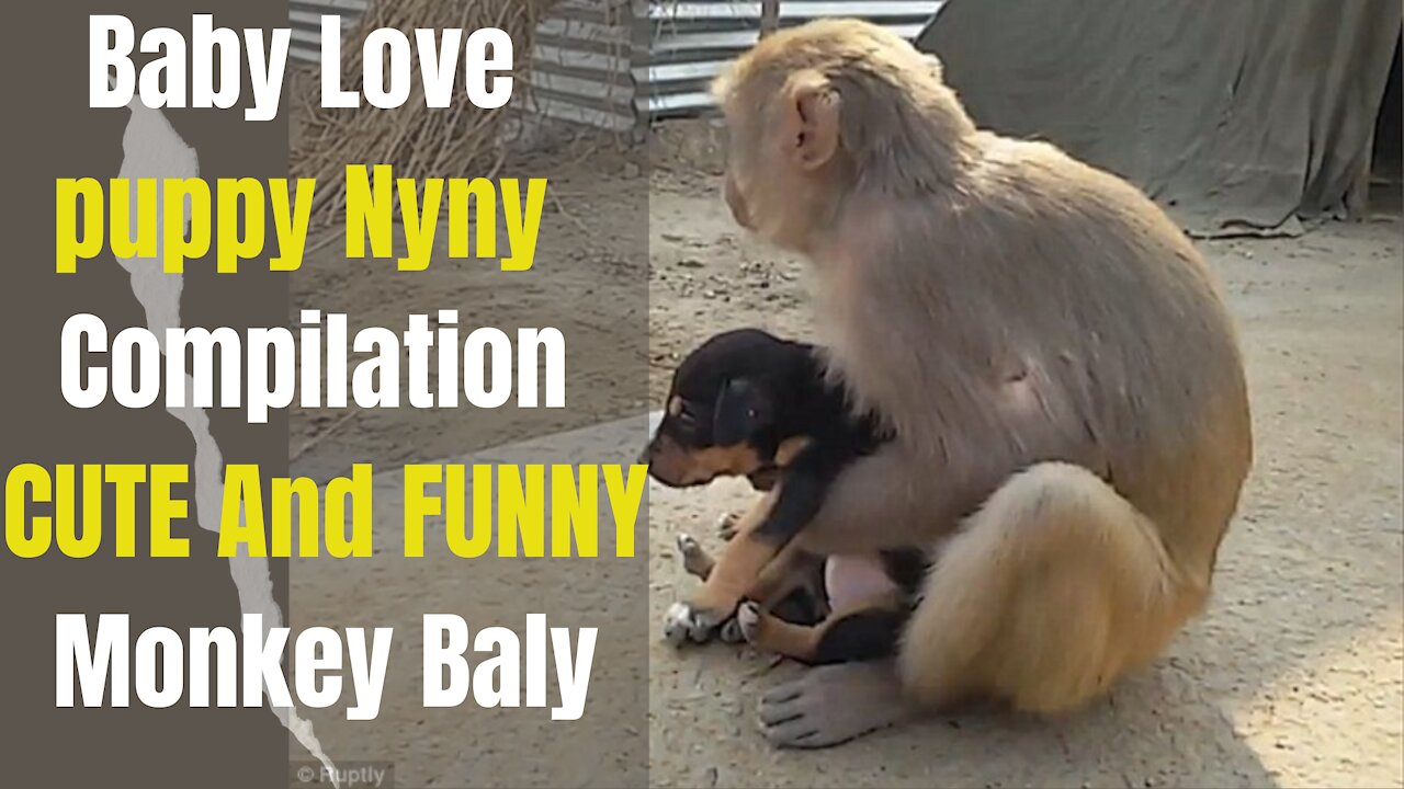 Baby Love puppy Nyny Compilation, CUTE And FUNNY Monkey Baly-BEST VIDEOS