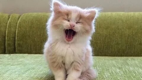 HERE ARE THE MOST CUTE CATS & DOGS IN THE WORLD