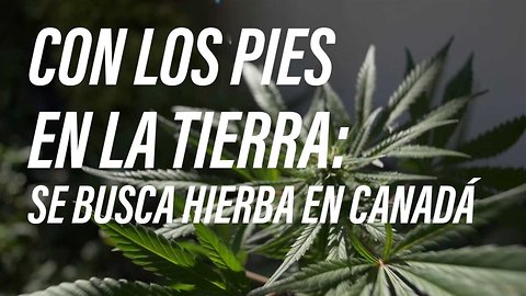 Canadá está experimentando una escasez de cannabis