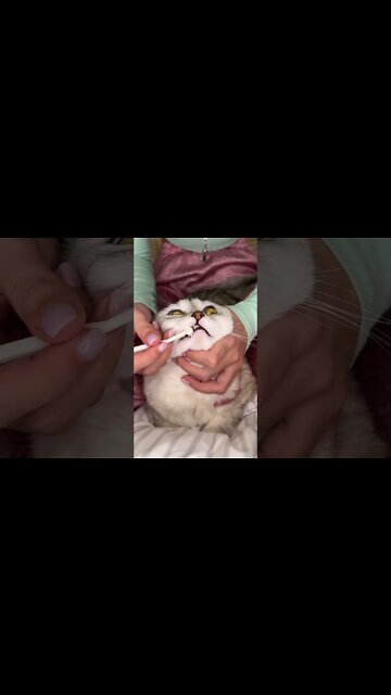 Funny Cats and Kittens Meowing Compilation&Baby Cats -Cute and Funny Cat Videos #short (5)