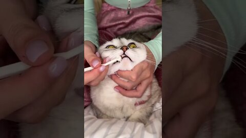 Funny Cats and Kittens Meowing Compilation&Baby Cats -Cute and Funny Cat Videos #short (5)