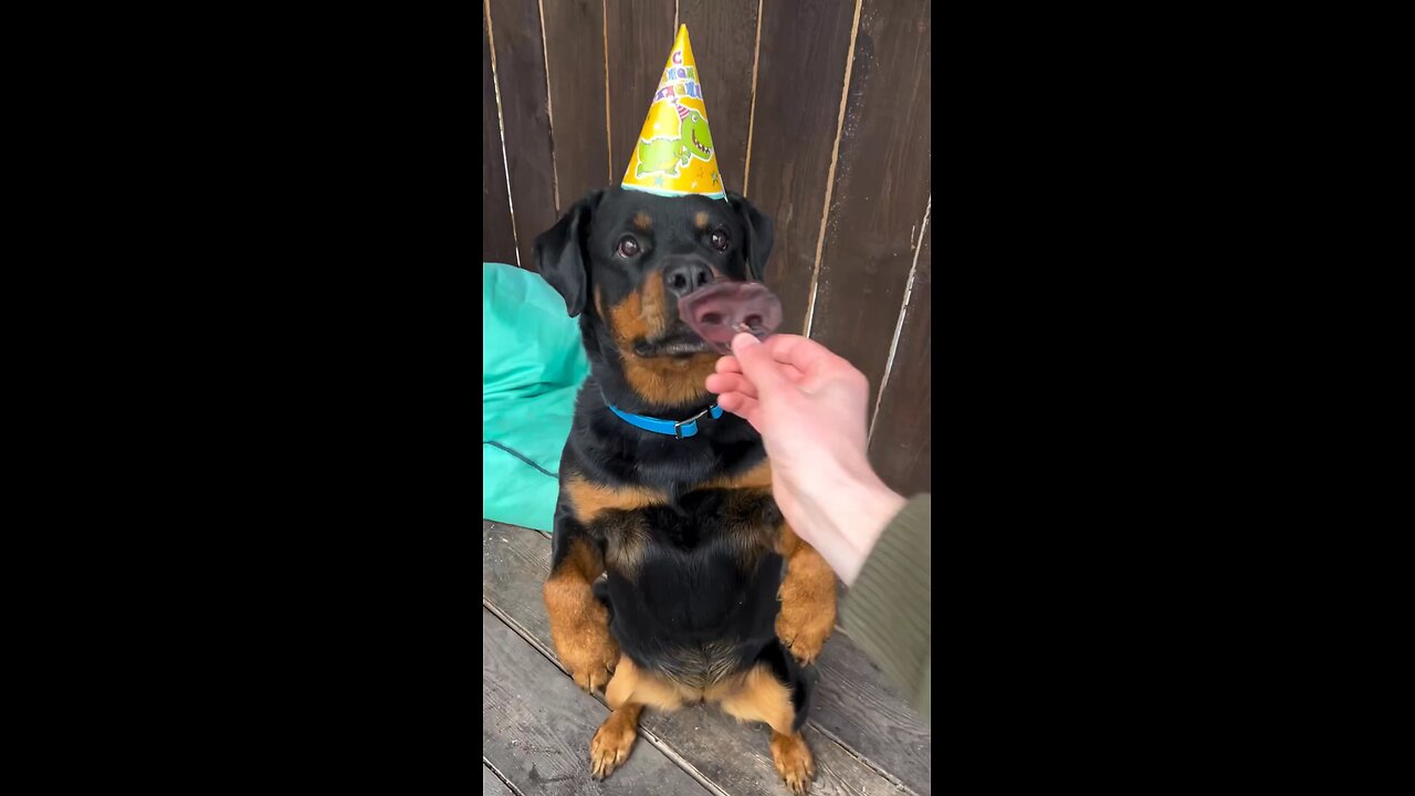 Happy_birthday,_my_lovely_Venza_😈❤️🎉(1080p)