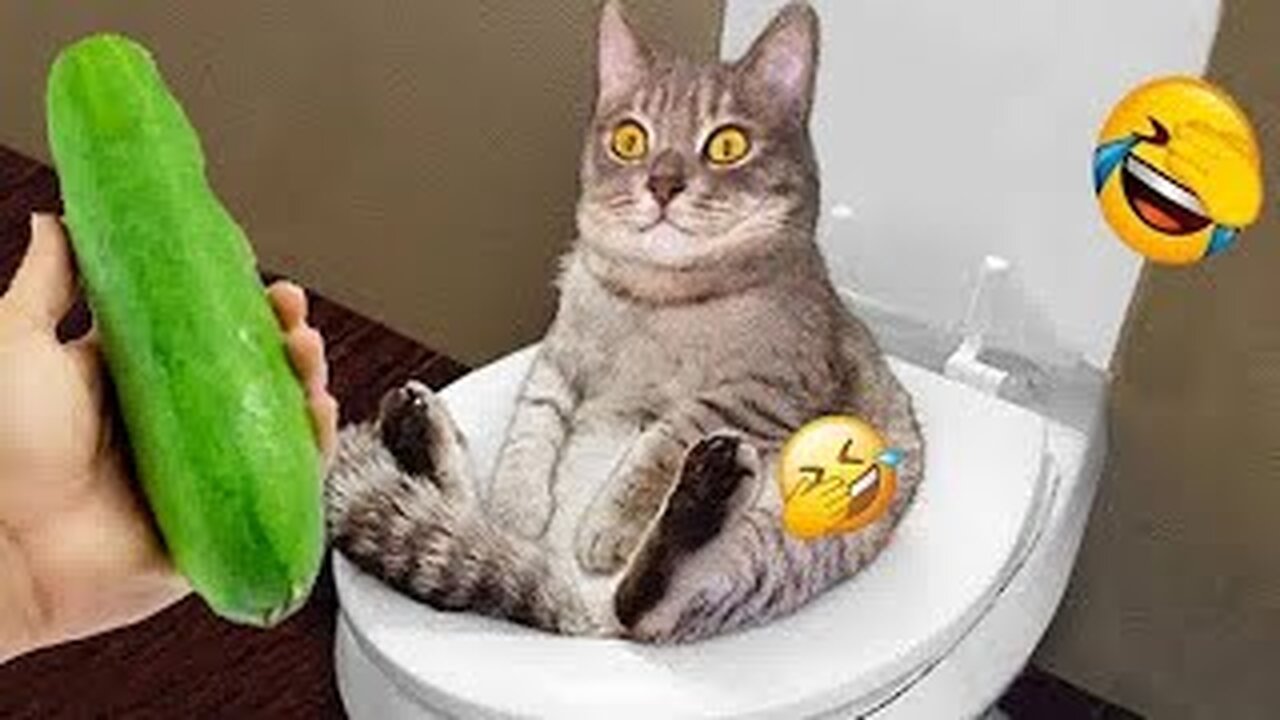 Best Funny Animal Videos 🤣Part #67