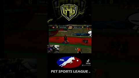 Some HOT #dog #football action in the #PetSportsLeague! #short