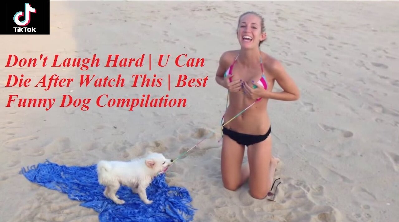 Don't Laugh Hard | U Can Die After Watch This | Best Funny Dog Compilation 2021 - TikTok #13 抖音