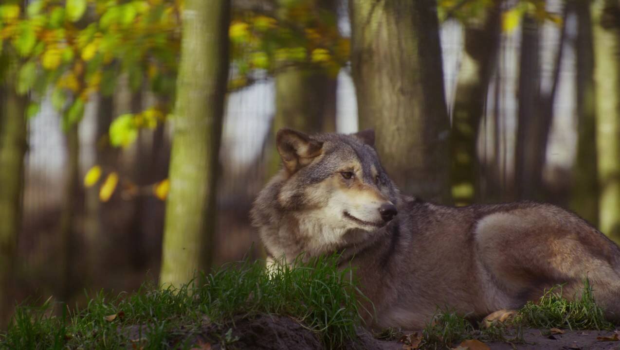 Beautiful Wolf Wild Animals