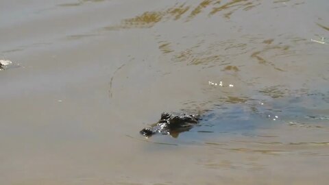 Caiman crocodilus swimming in a pond French Guiana