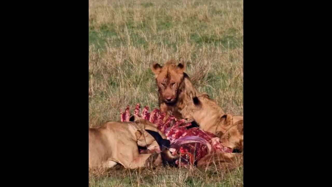 Lions Take Breakfast