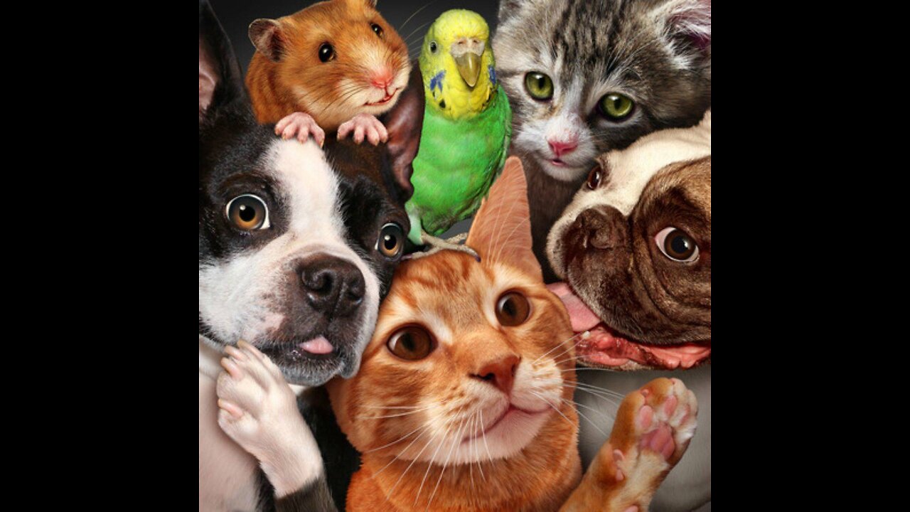 Surprising ? - The Top 5 Most Popular Household Pets Worldwide !