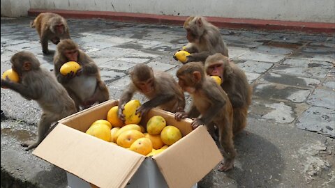 feeding 20 kg mango to the wild monkey & Homeless people | feeding stray puppy
