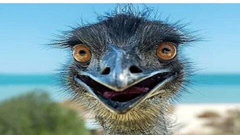 Funniest Animals 2023 😂😂 Best Cats and Dogs Videos 🐶😸