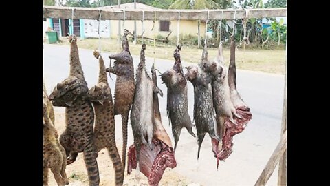 SHOCKING -EXTREMELY BARBARIC RAREST ANIMAL CRUELTY (AFRICA BUSHMEAT TRADE)